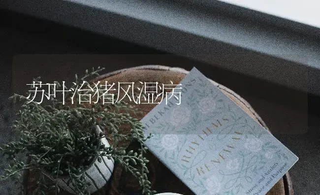 苏叶治猪风湿病 | 家畜养殖