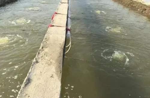 上海奉贤地区温棚养殖南美白对虾池水浑浊的处理案例