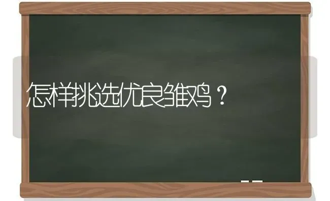 怎样挑选优良雏鸡？ | 家禽养殖