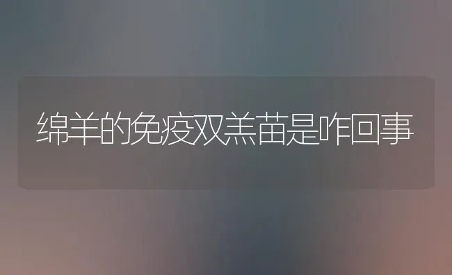 绵羊的免疫双羔苗是咋回事 | 家畜养殖