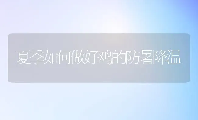 夏季如何做好鸡的防暑降温 | 家禽养殖