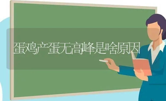 蛋鸡产蛋无高峰是啥原因 | 家禽养殖