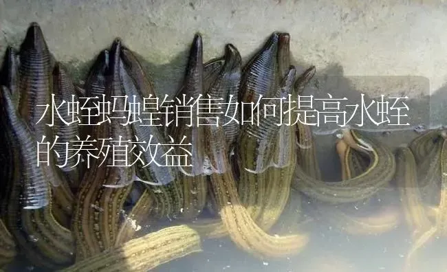 水蛭蚂蝗销售如何提高水蛭的养殖效益 | 特种养殖