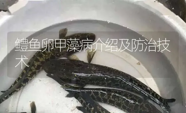 鳢鱼卵甲藻病介绍及防治技术 | 淡水养殖