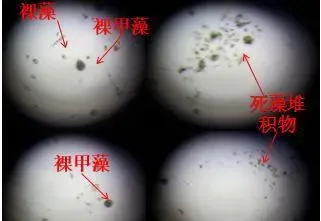 生态平衡肥小水体实验：早期低温肥水最佳产品是什么