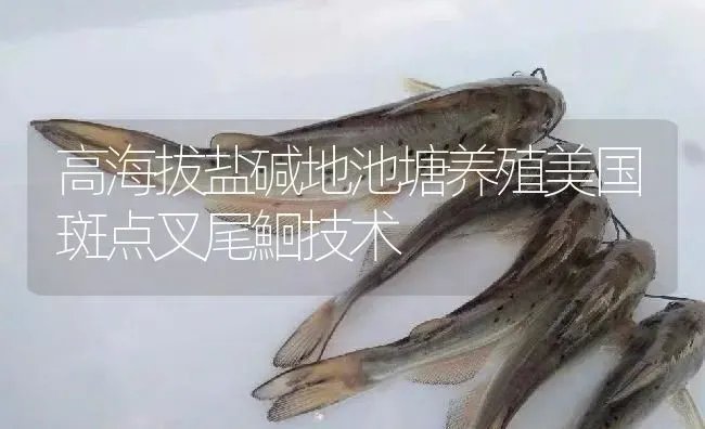 高海拔盐碱地池塘养殖美国斑点叉尾鮰技术 | 淡水养殖