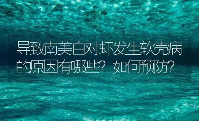 导致南美白对虾发生软壳病的原因有哪些？如何预防？ | 海水养殖