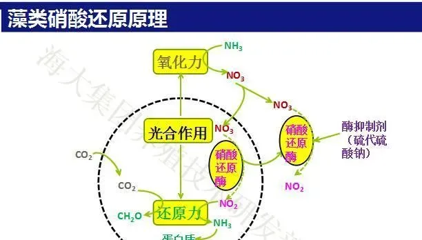 亚硝酸盐高，鱼儿摄食差易浮头不长个，怎么办？