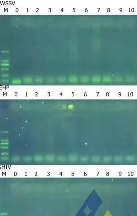 [每周一例]低溶解氧饱和度对虾发生气泡病和细菌病