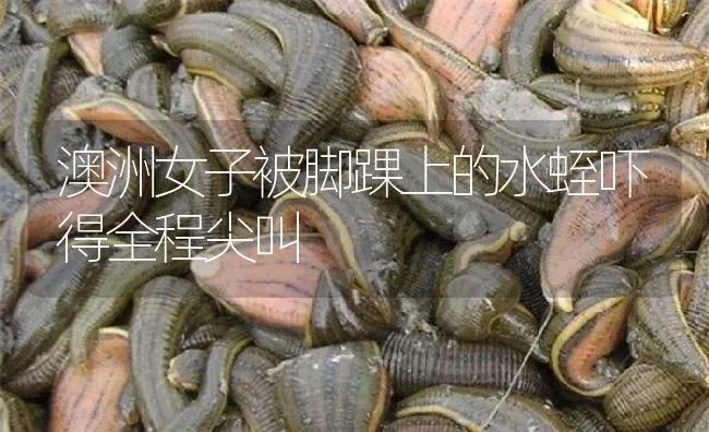 澳洲女子被脚踝上的水蛭吓得全程尖叫 | 特种养殖
