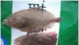 多宝鱼的红嘴病，烂边还在困扰您吗？