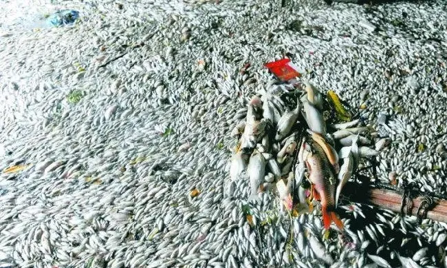 缺氧死亡季到来，水产养殖户如何选备增氧剂