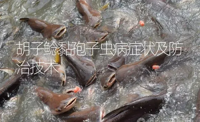 胡子鲶黏孢子虫病症状及防治技术 | 淡水养殖