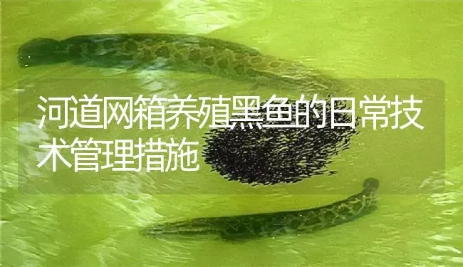 河道网箱养殖黑鱼的日常技术管理措施 | 淡水养殖