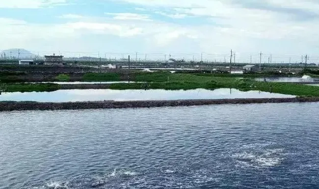 夏秋季高温期水产养殖管理技术要点