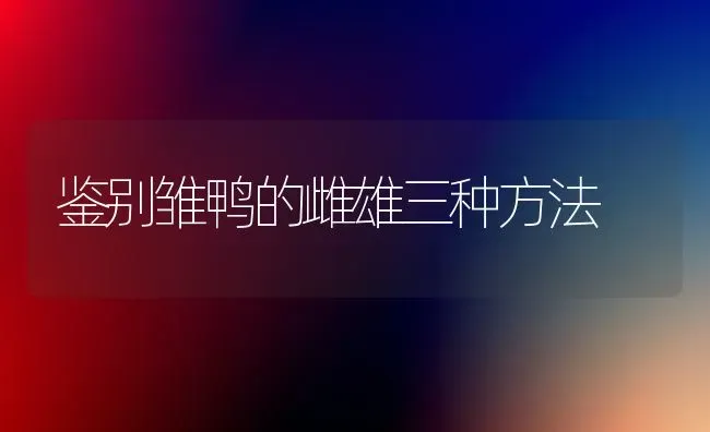 鉴别雏鸭的雌雄三种方法 | 家禽养殖