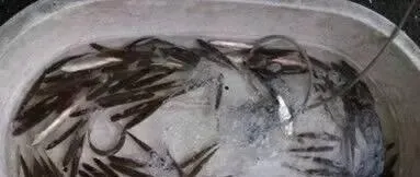 草鱼水花白头白嘴疾病的防治方法