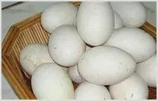 鹅蛋的详细介绍 | 动物养殖知识