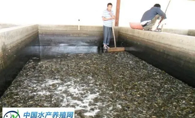 秋冬季节水产养殖户常用的四种暂养方法