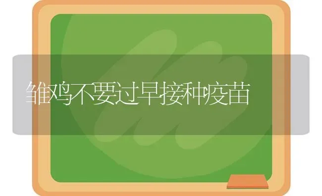 雏鸡不要过早接种疫苗 | 家禽养殖