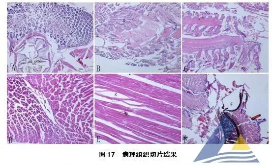 [每周一例]低溶解氧饱和度对虾发生气泡病和细菌病