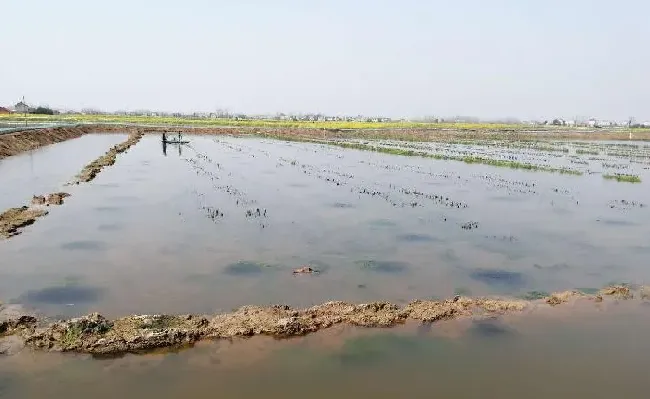 养殖户使用青苔药引起的虾蟹死亡，责任在哪？