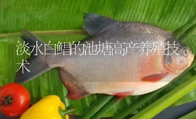 淡水白鲳的池塘高产养殖技术 | 淡水养殖
