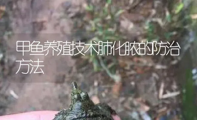 甲鱼养殖技术肺化脓的防治方法 | 淡水养殖