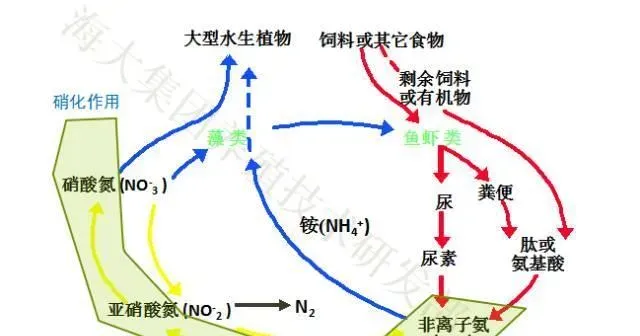 亚硝酸盐高，鱼儿摄食差易浮头不长个，怎么办？