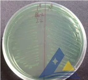 [每周一例]低溶解氧饱和度对虾发生气泡病和细菌病