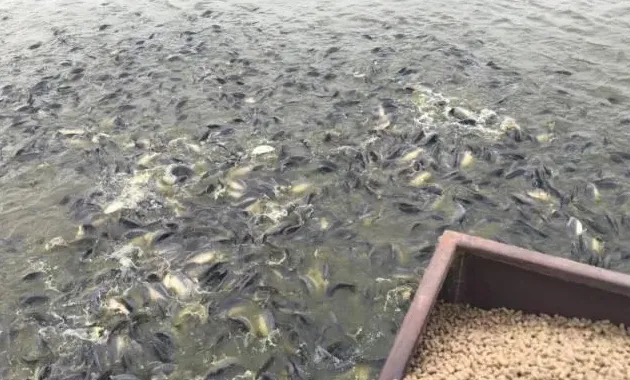 警觉！低温期，镜鲤也会得鳃霉病