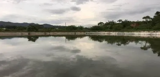 连续阴雨天对虾塘出现偷死情况分析及处理建议