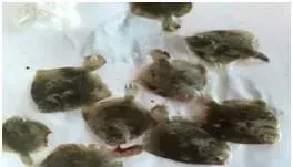 多宝鱼的红嘴病，烂边还在困扰您吗？