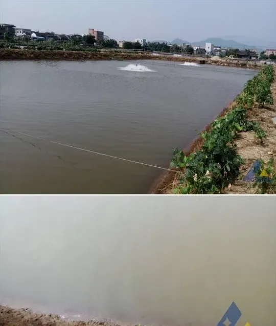 珠海地区瘦水投放红鲉鱼苗一例