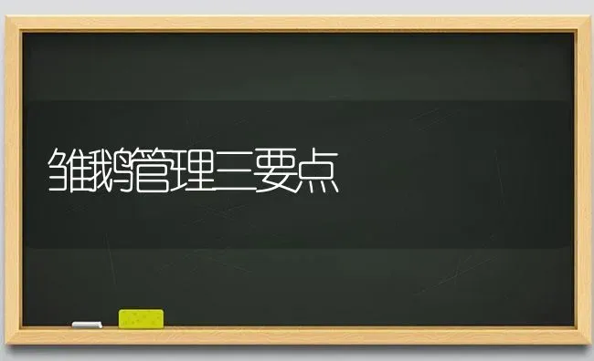 雏鹅管理三要点 | 家禽养殖