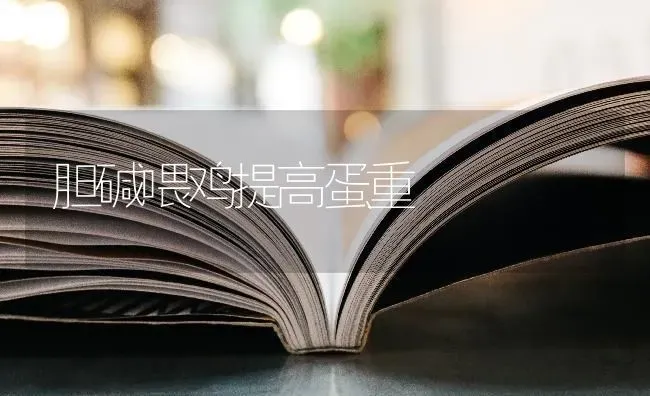 胆碱喂鸡提高蛋重 | 家禽养殖