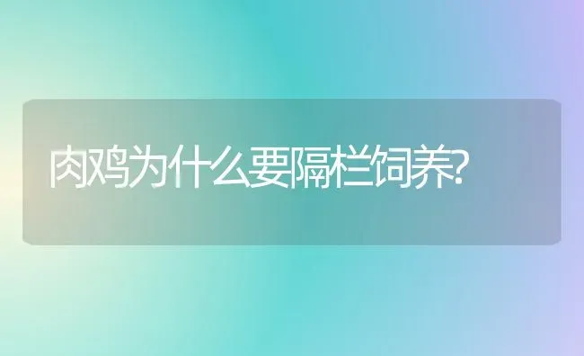 肉鸡为什么要隔栏饲养? | 家禽养殖