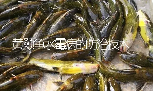 黄颡鱼水霉病的防治技术 | 淡水养殖