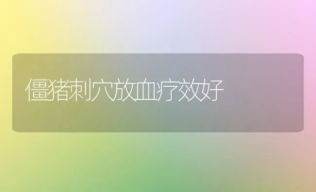 僵猪刺穴放血疗效好 | 家畜养殖