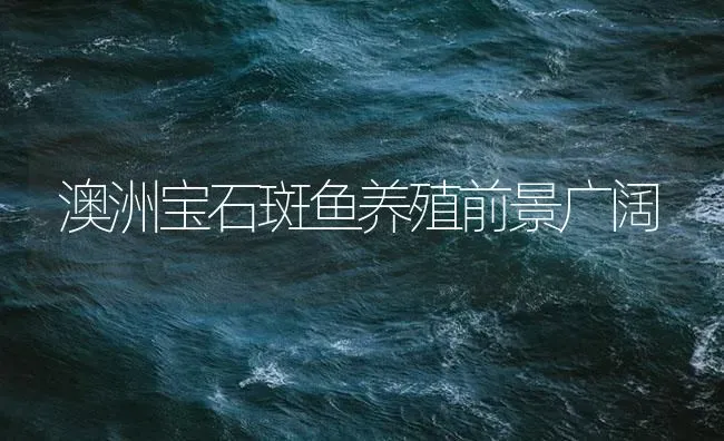 澳洲宝石斑鱼养殖前景广阔 | 海水养殖