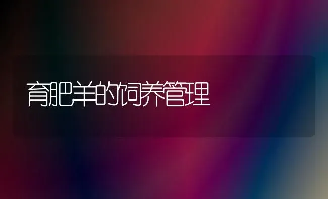 育肥羊的饲养管理 | 家畜养殖