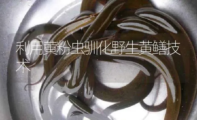 利用黄粉虫驯化野生黄鳝技术 | 淡水养殖