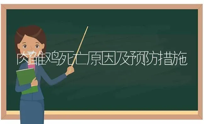 肉雏鸡死亡原因及预防措施 | 家禽养殖