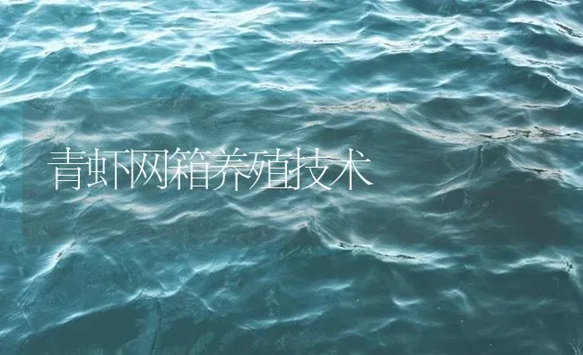 青虾网箱养殖技术 | 海水养殖