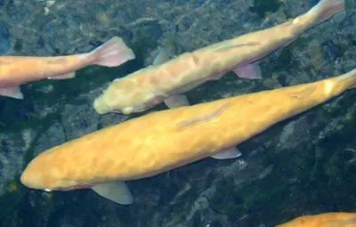 虹鳟鱼流水养殖技术