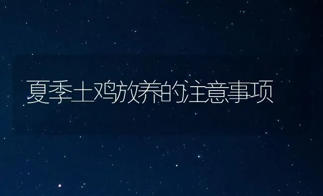 夏季土鸡放养的注意事项 | 家禽养殖