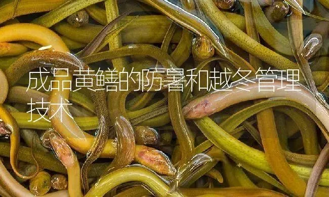 成品黄鳝的防暑和越冬管理技术 | 淡水养殖