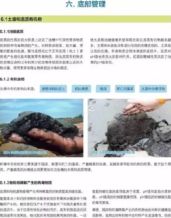 南美白对虾养殖户如何做好底部管理工作