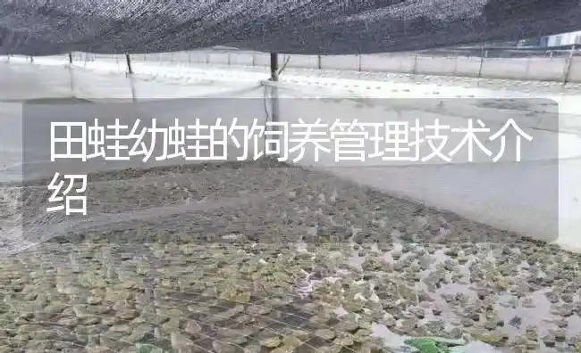 田蛙幼蛙的饲养管理技术介绍 | 特种养殖