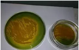 多宝鱼的红嘴病，烂边还在困扰您吗？